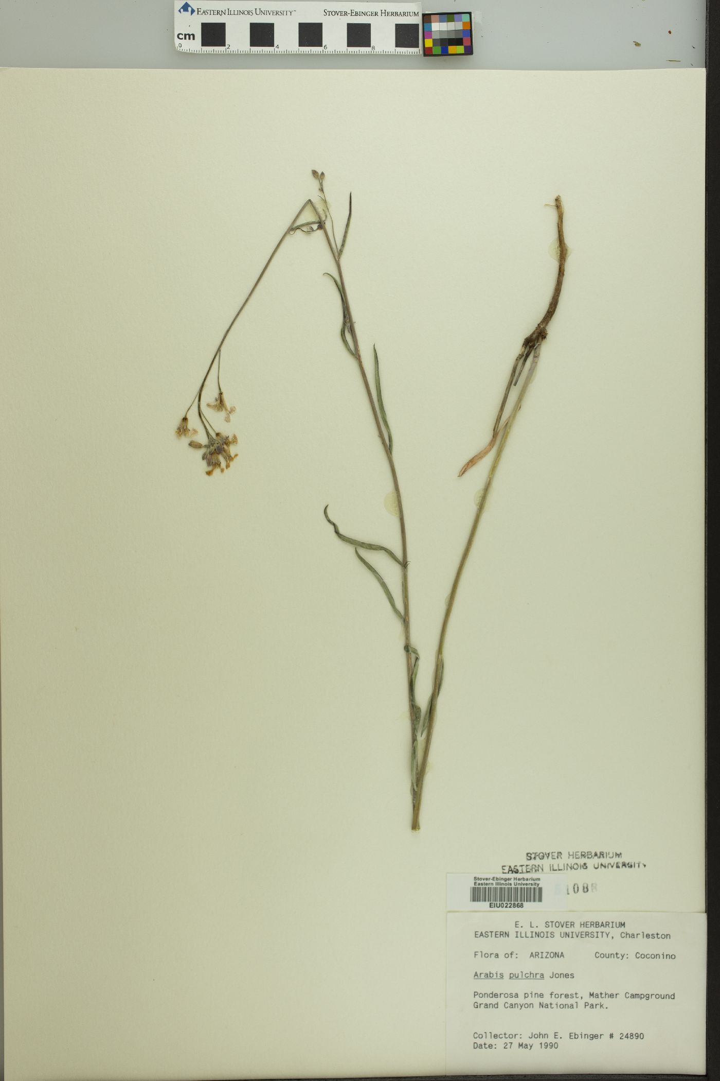 Arabis pulchra image