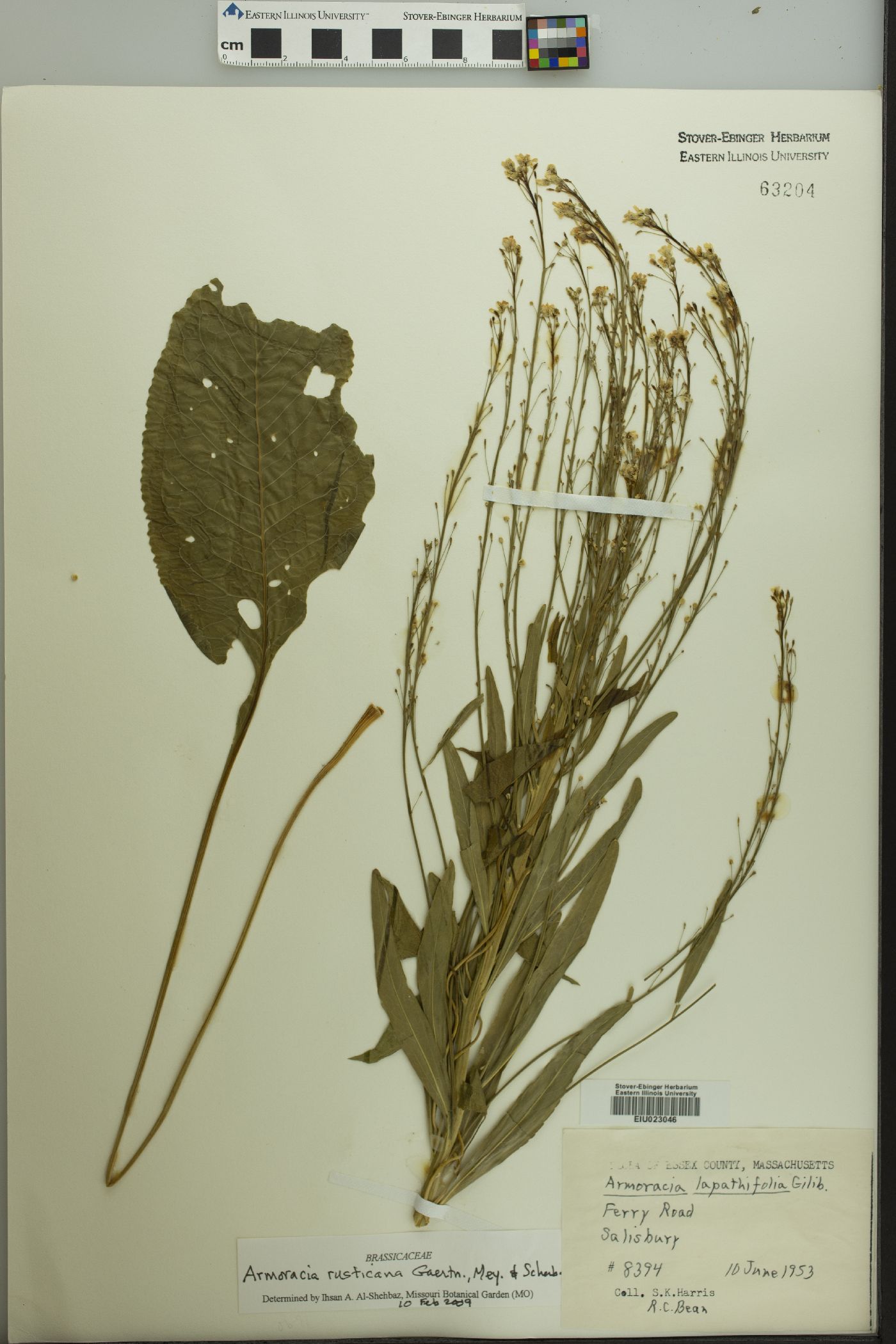 Cochlearia armoracia image