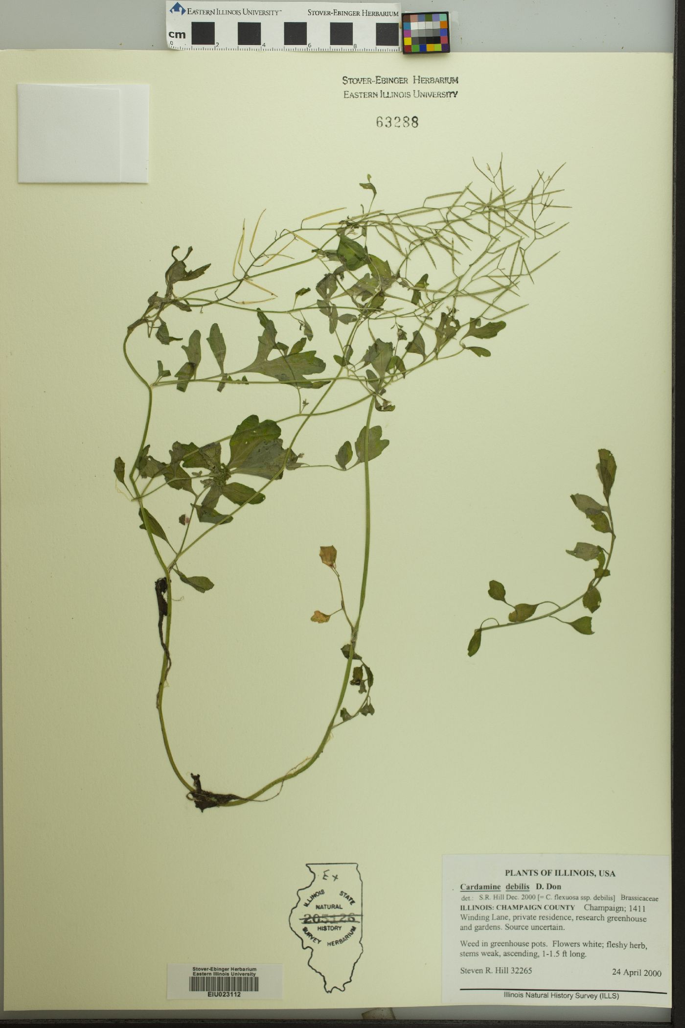 Cardamine debilis image