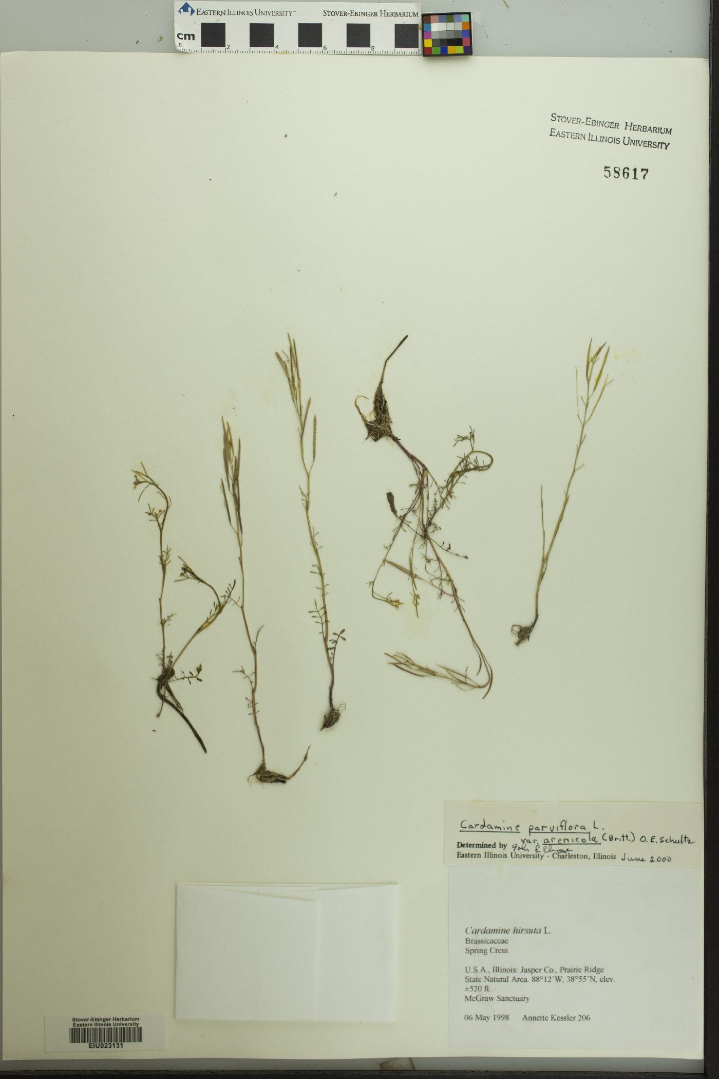 Cardamine parviflora var. arenicola image