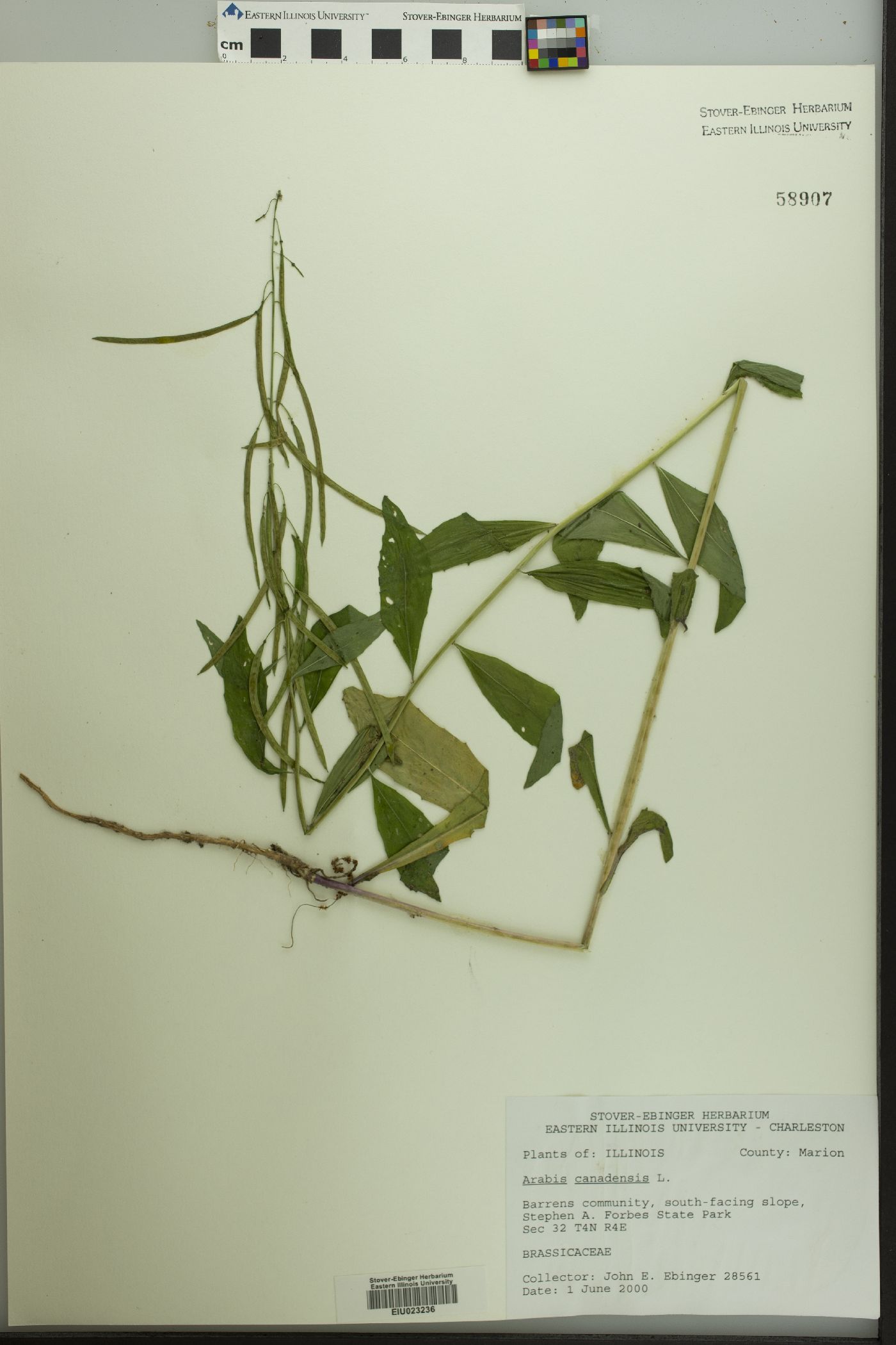 Borodinia canadensis image