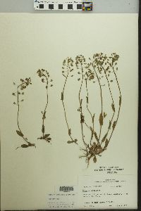 Microthlaspi perfoliatum image