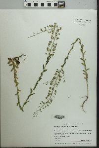 Lepidium campestre image