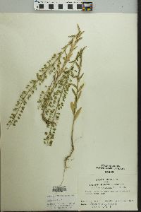 Lepidium campestre image