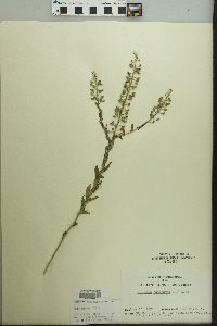 Lepidium campestre image