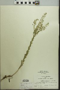 Lepidium campestre image