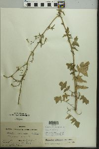 Sisymbrium officinale image