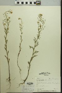 Descurainia pinnata subsp. brachycarpa image