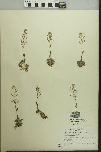 Draba breweri var. cana image