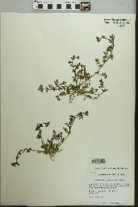 Lepidium didymum image