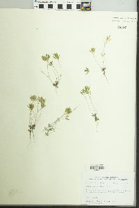 Draba reptans image