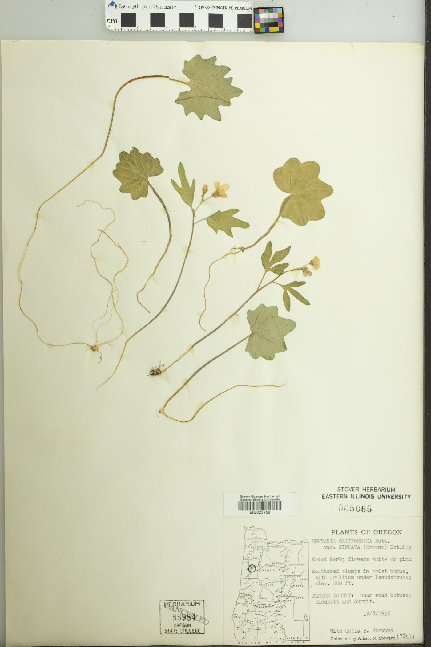 Dentaria californica var. sinuata image