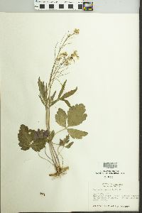 Cardamine angustata image