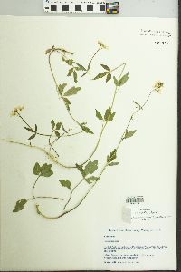 Image of Cardamine angulata