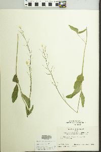 Cardamine bulbosa image