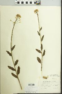 Cardamine bulbosa image