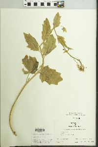 Cardamine bulbosa image