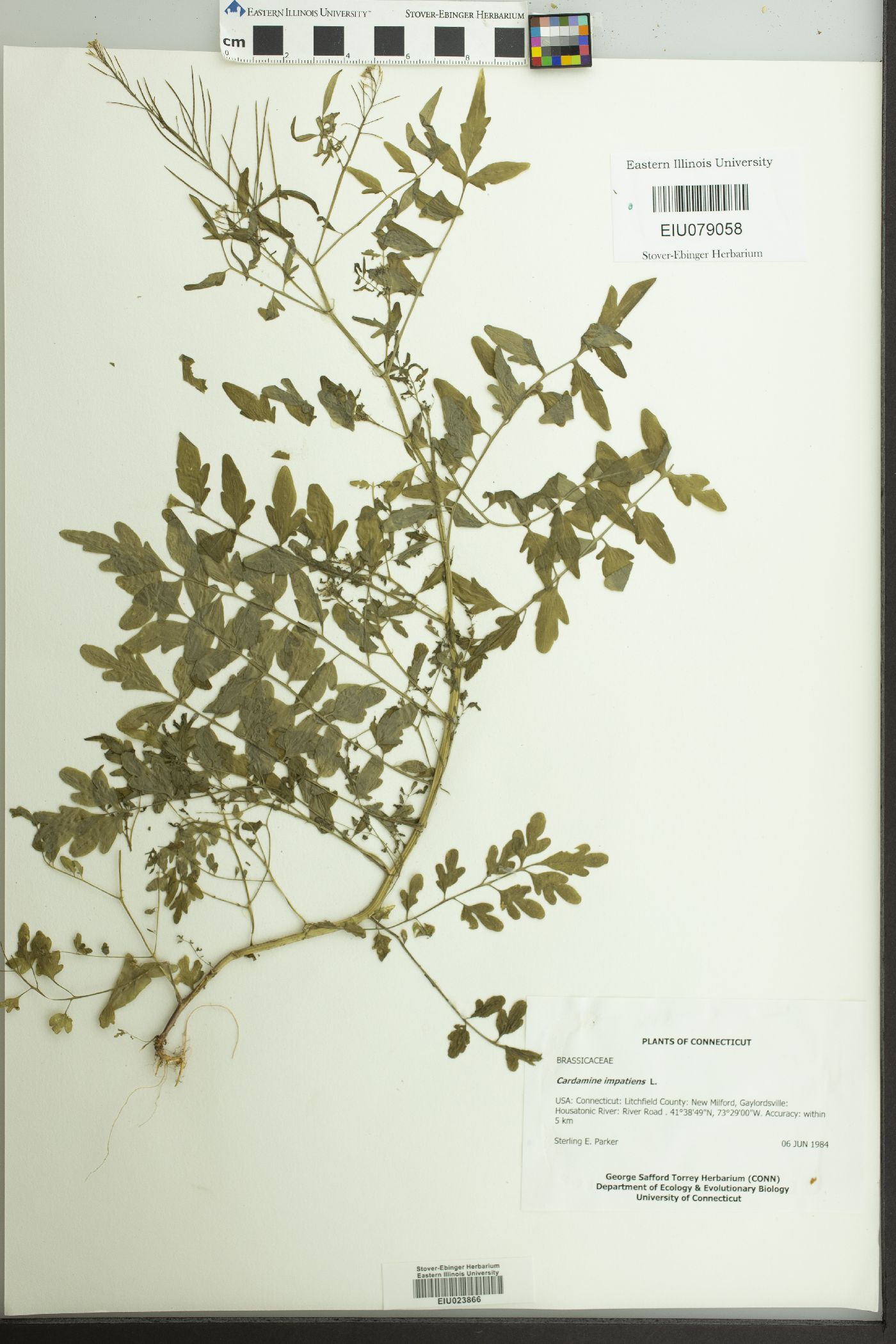 Cardamine impatiens image