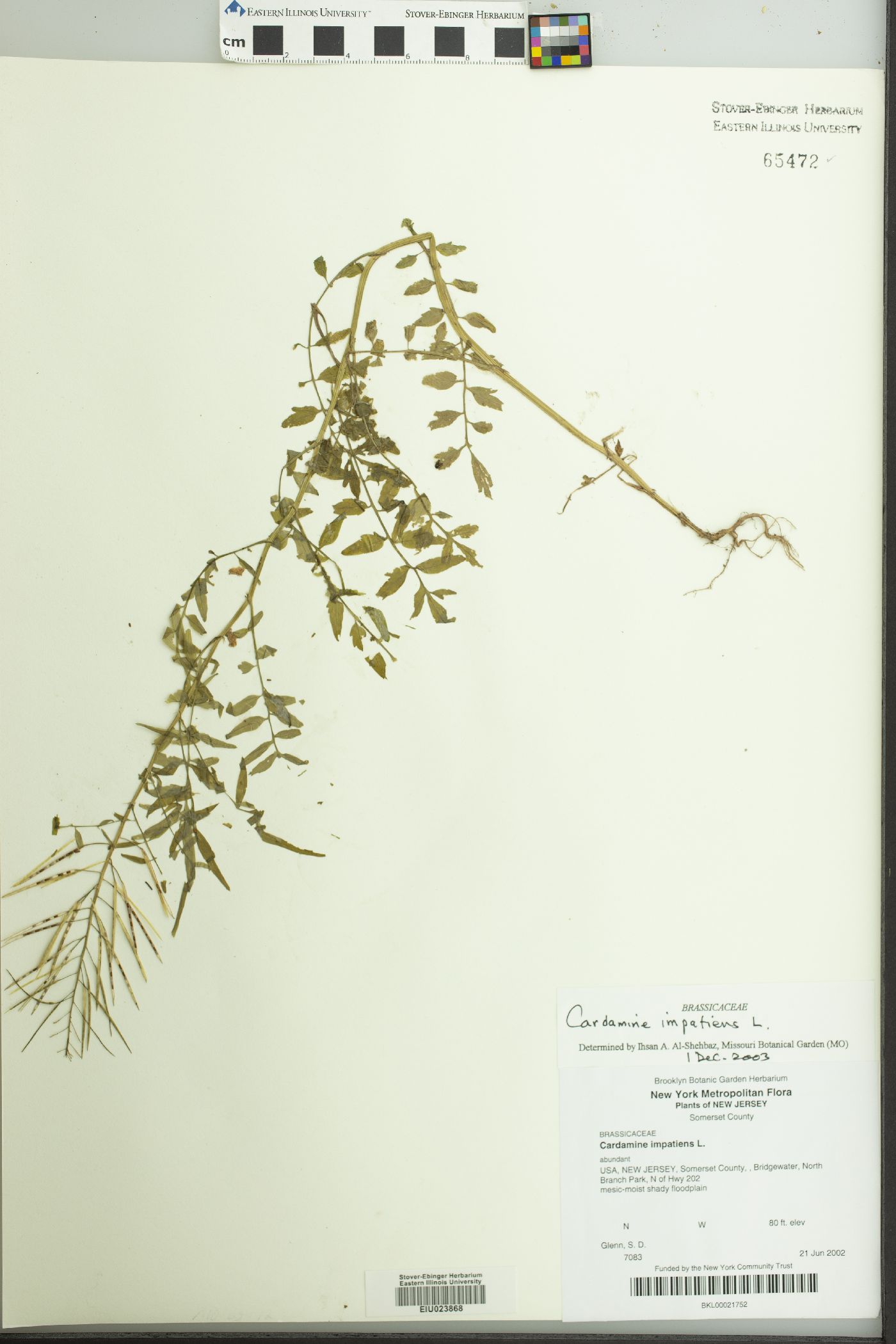 Cardamine impatiens image