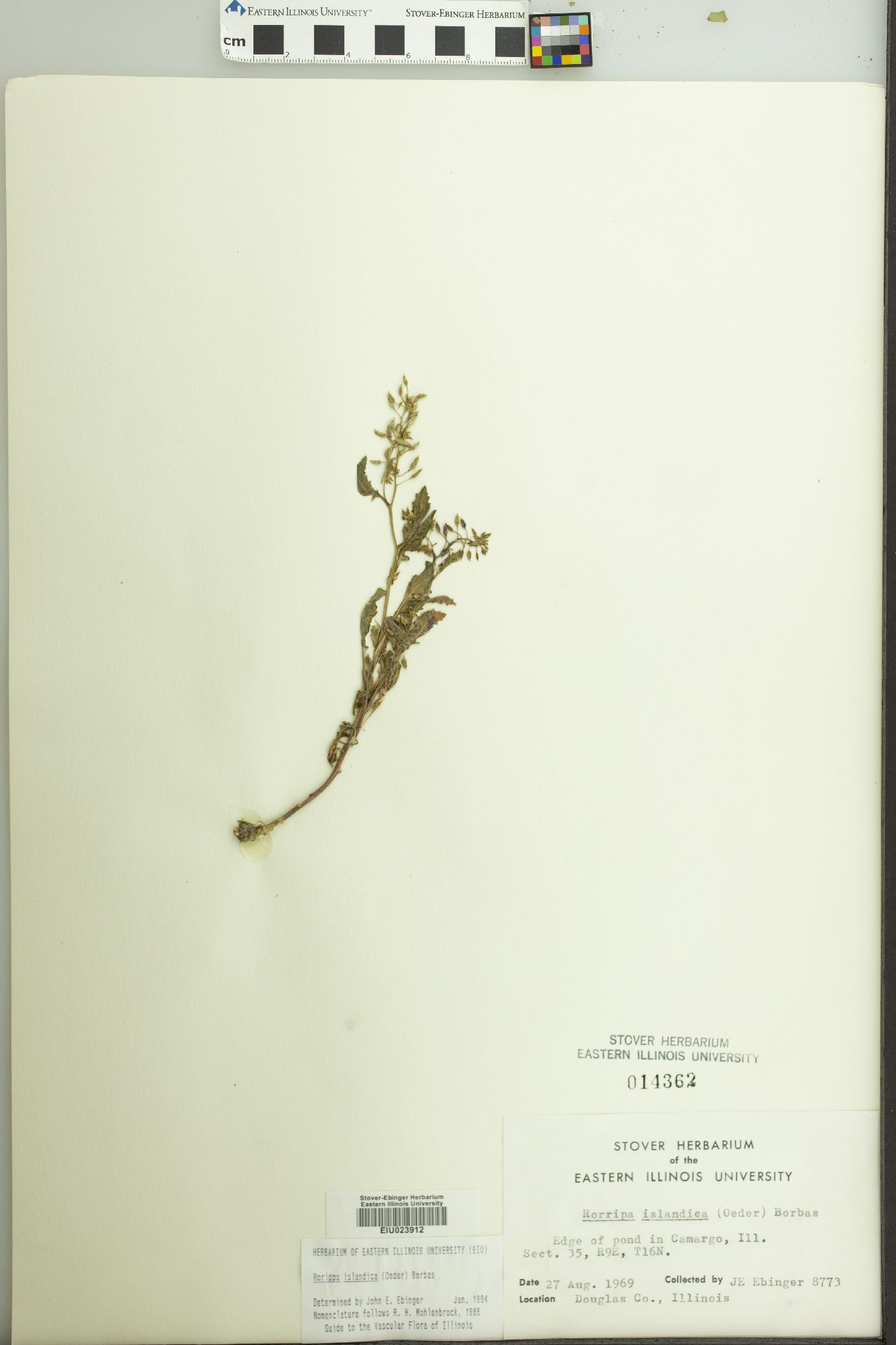 Rorippa islandica image