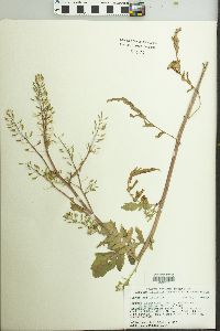 Rorippa palustris subsp. fernaldiana image