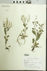 Rorippa sessiliflora image