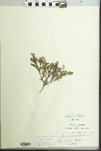 Rorippa sessiliflora image