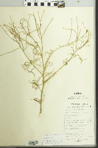 Sisymbrium altissimum image