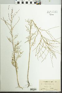 Sisymbrium altissimum image