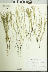 Lepidium densiflorum image