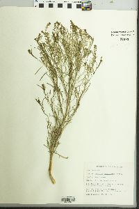 Lepidium densiflorum image