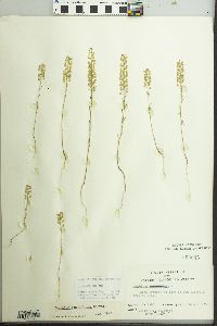 Lepidium densiflorum image