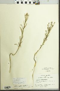 Lepidium densiflorum image