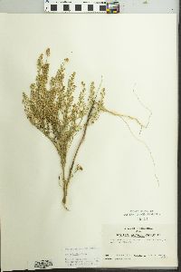 Lepidium densiflorum image