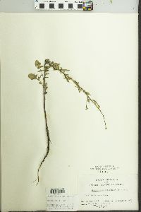 Sisymbrium officinale image