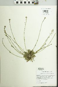 Teesdalia nudicaulis image