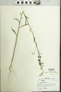 Image of Streptanthus hyacinthoides