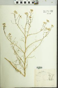 Sisymbrium altissimum image