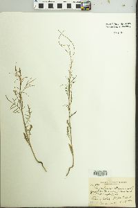 Sisymbrium altissimum image