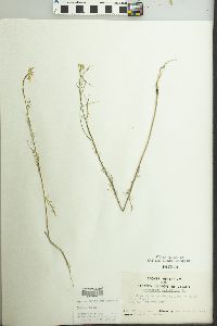 Sisymbrium altissimum image