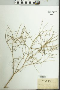 Sisymbrium altissimum image