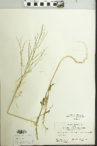 Sisymbrium altissimum image