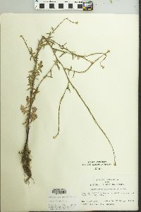 Sisymbrium officinale image