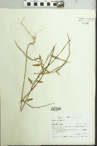 Sisymbrium officinale image