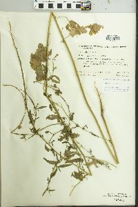 Sisymbrium officinale image