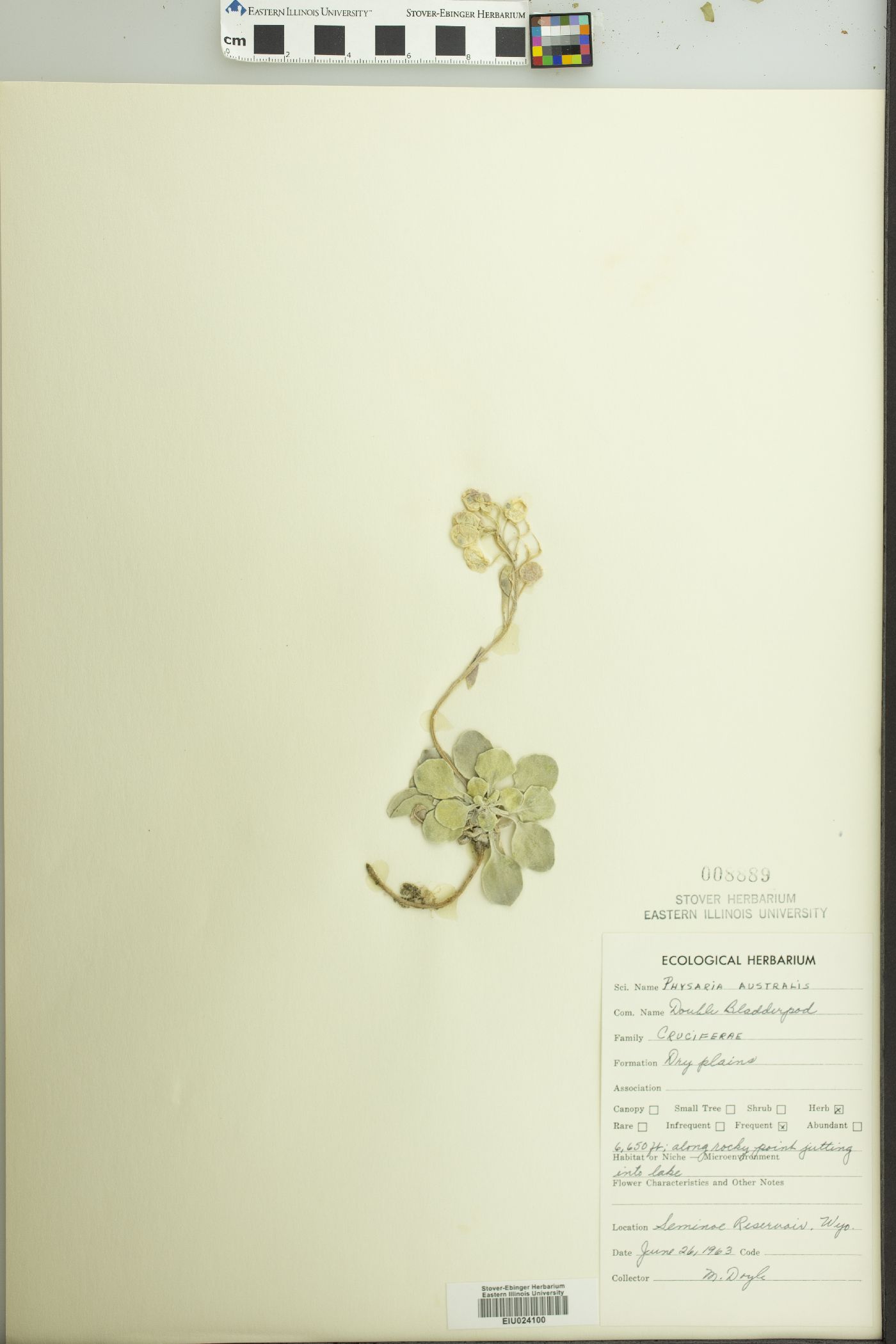 Physaria australis image