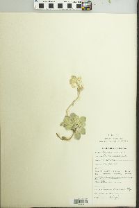 Image of Physaria australis