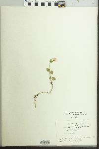 Lunaria rediviva image