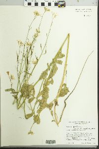 Raphanus raphanistrum image