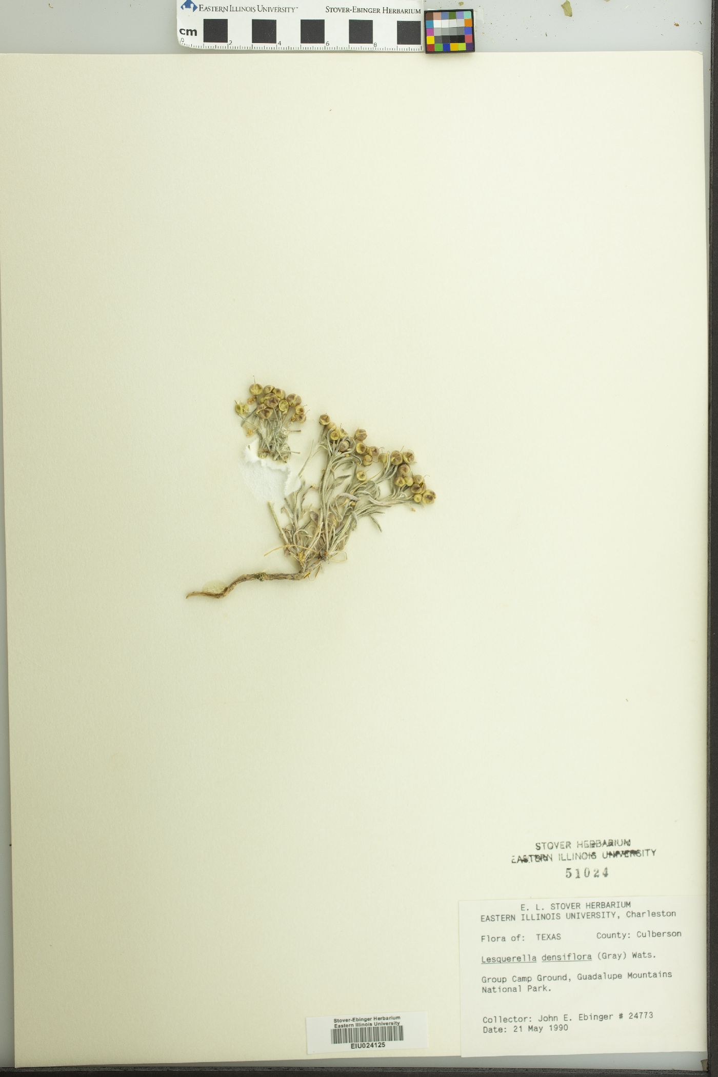 Physaria densiflora image